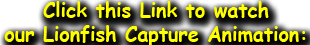LionFish Animation Page
