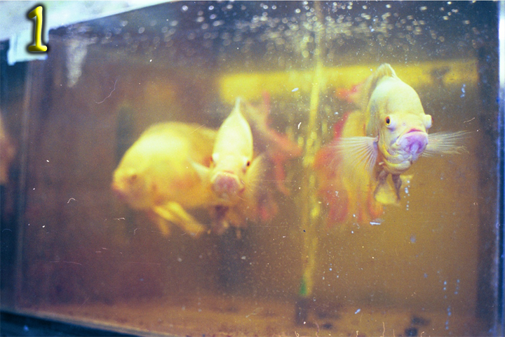 Fish Pics 1 and 2 Page