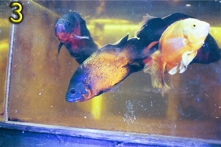 Fish Pics 3 and 4 Page