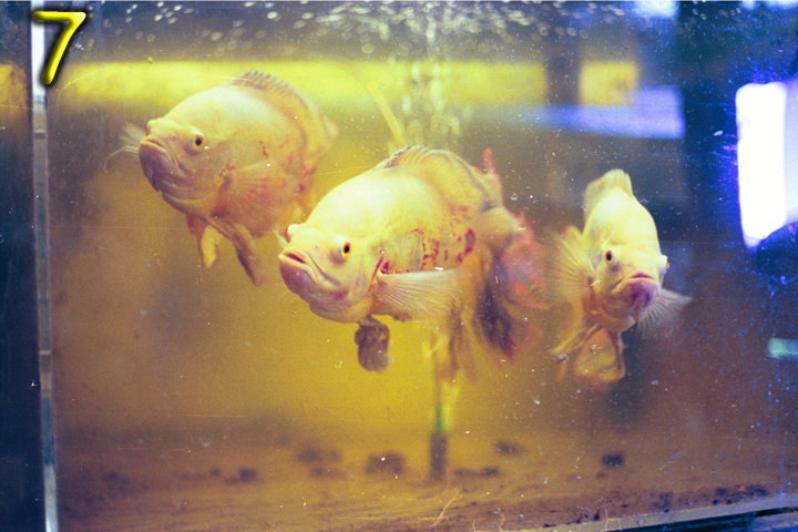 Fish Pics 7 and 8 Page