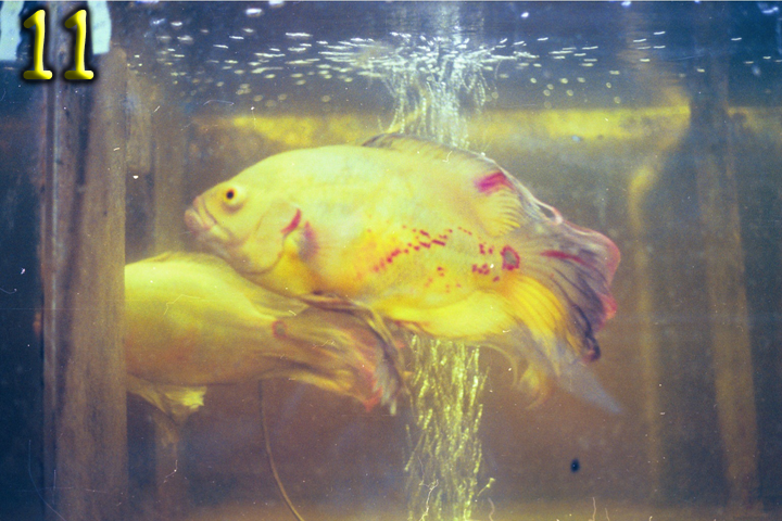 Fish Pics 11 and 12 Page