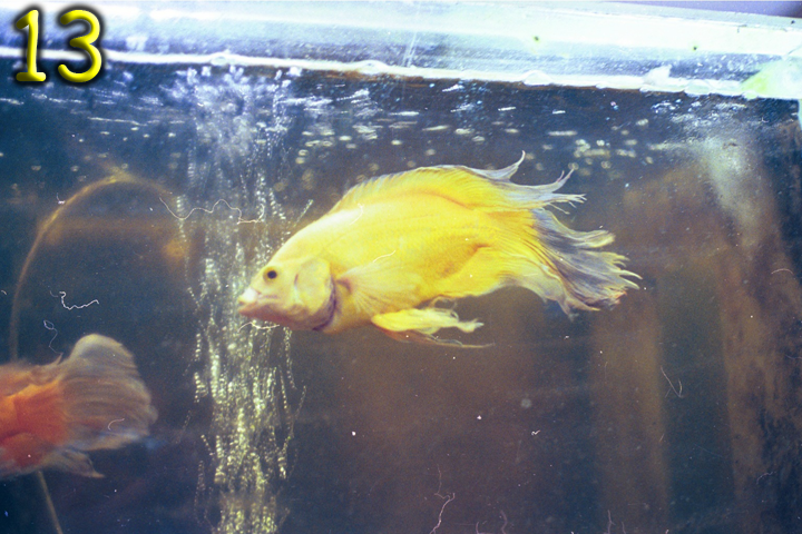 Fish Pics 13 and 14 Page