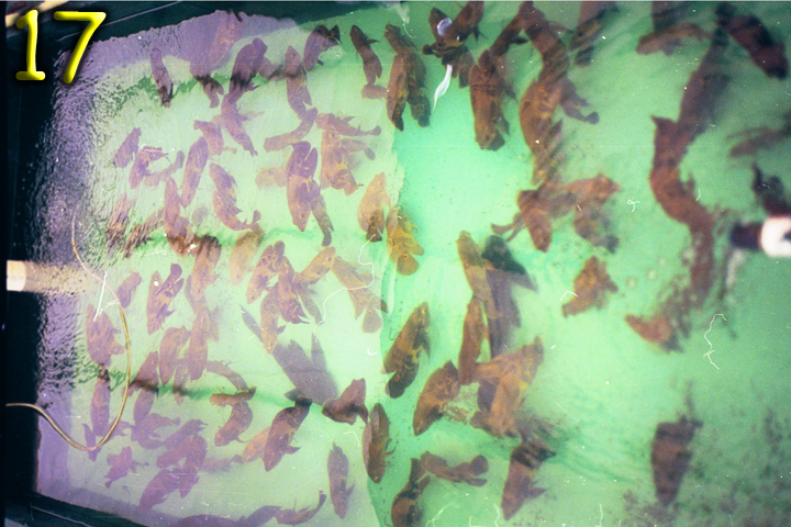 Fish Pics 17 and 18 Page