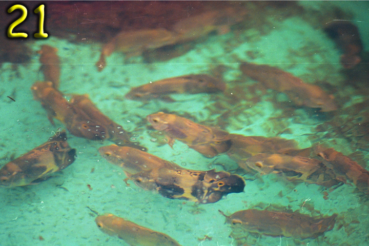 Fish Pics 21 and 22 Page