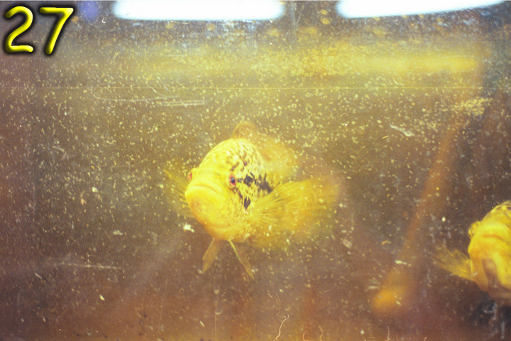 Fish Pics 27 and 28 Page