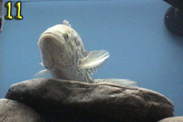 Fishshow Pics 11 and 12 Page