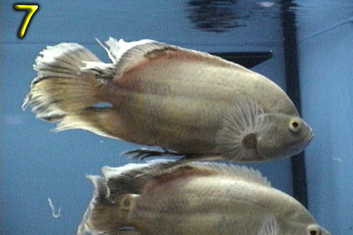 Fishshow Pics 7 and 8 Page