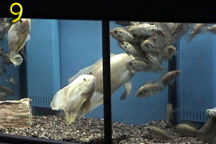 Fishshow Pics 9 and 10 Page