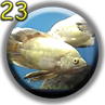 Show Fish Pics 23 Page